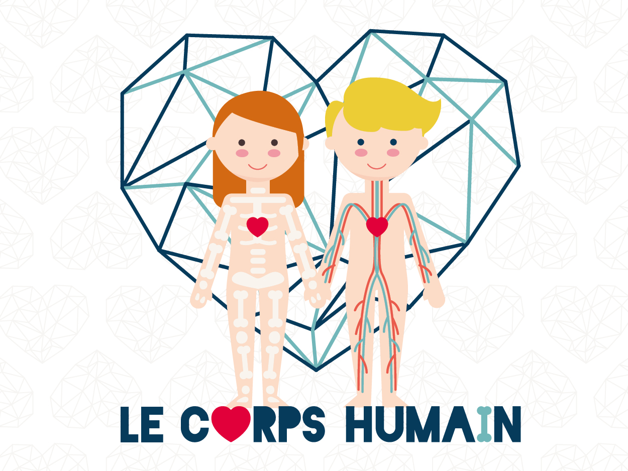 Le corps humain